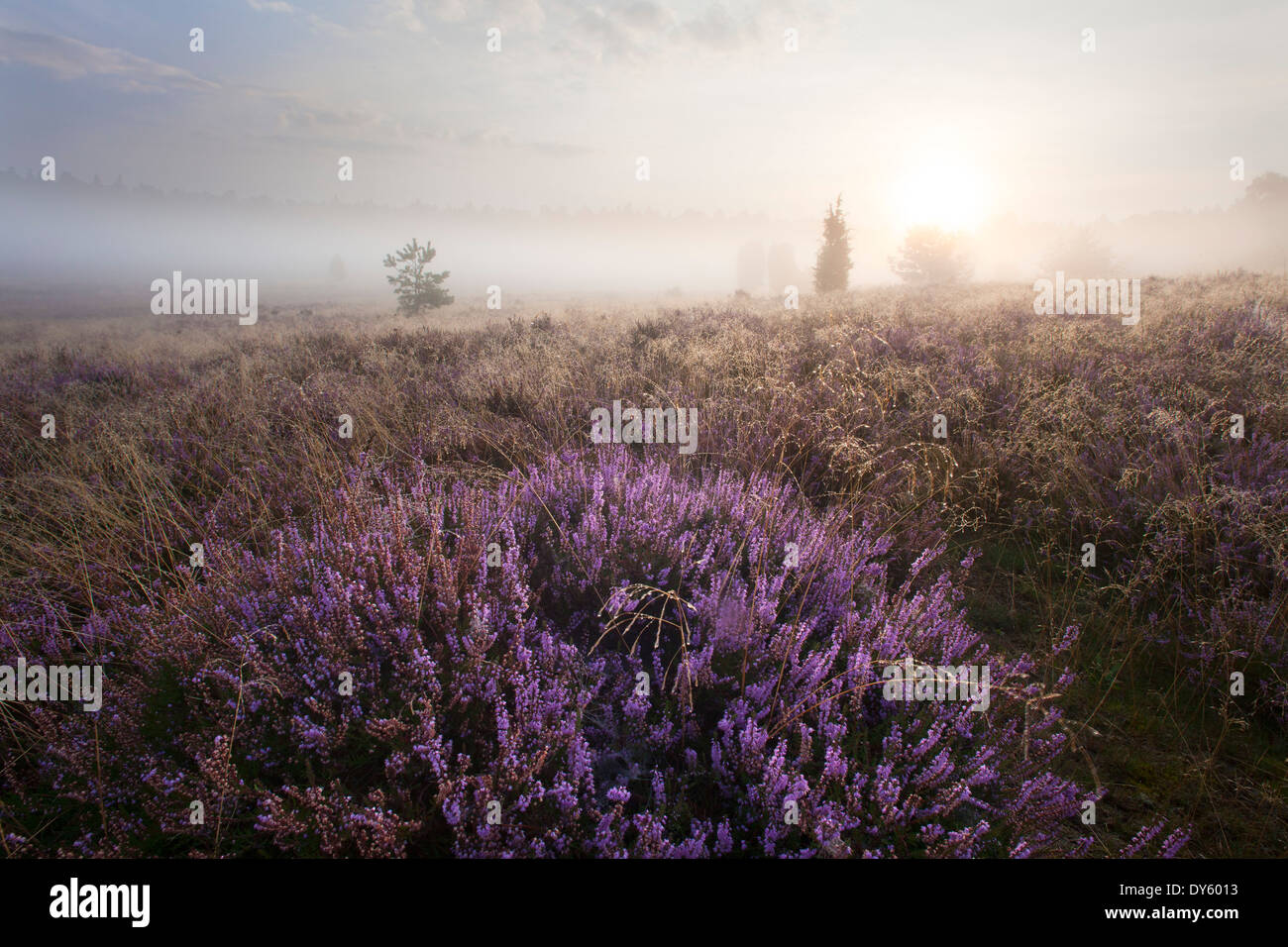 Wacholder und blühende Heide morgens Nebel, Lueneburg Heath, Niedersachsen, Deutschland, Europa Stockfoto