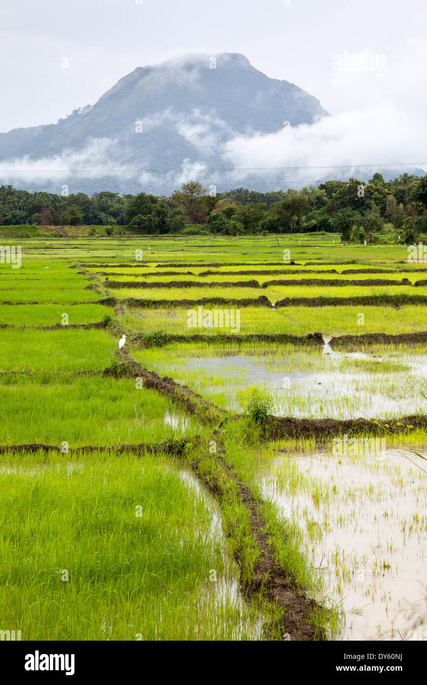 Reisfelder mit Berg im Hintergrund, Sri Lanka, Asien Stockfoto