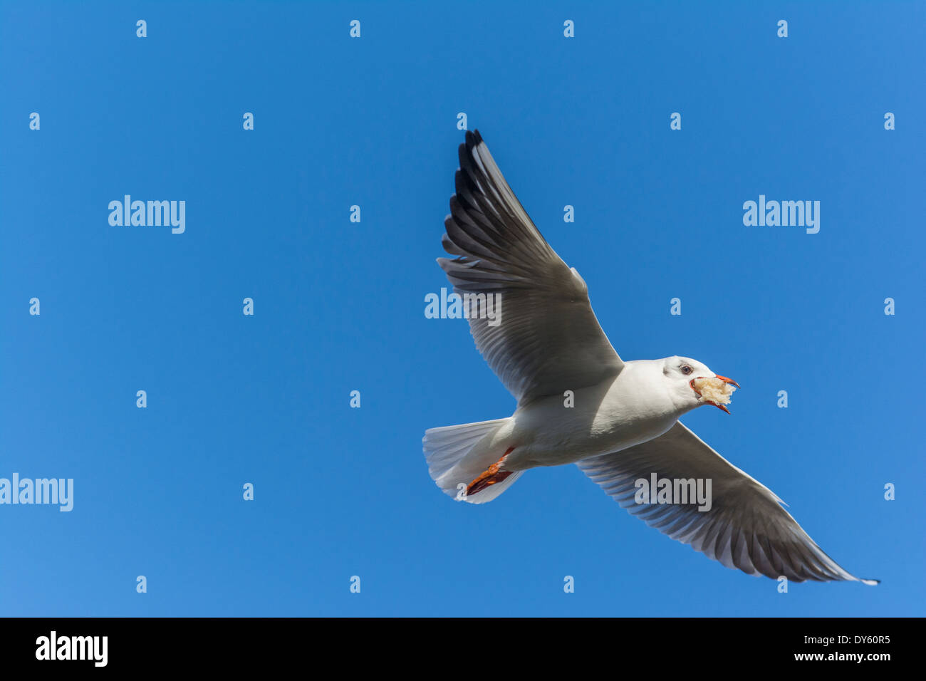 Möwen fliegen mit Brot im Schnabel Stockfoto