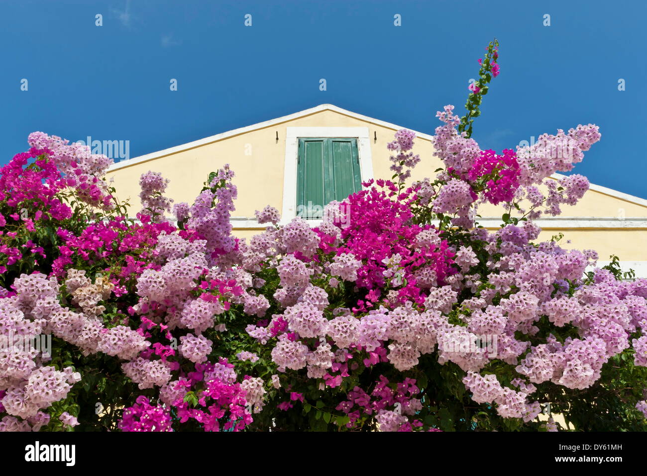 Bougainvillea und gelben Gebäude mit grünen Fensterläden gegen blauen Himmel, Fiskardo Kefalonia (Cephalonia), Ionische Inseln, Griechenland Stockfoto