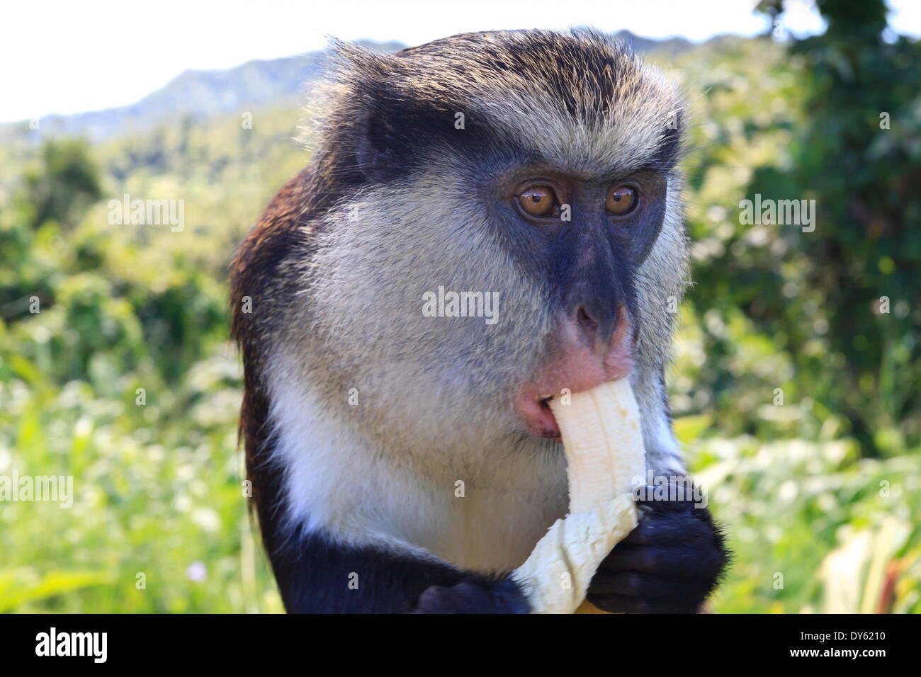 Mona Affe (Cercopithecus Mona) isst Banane, Grand Etang Nationalpark, Grenada, West Indies, Karibik, Mittelamerika Stockfoto