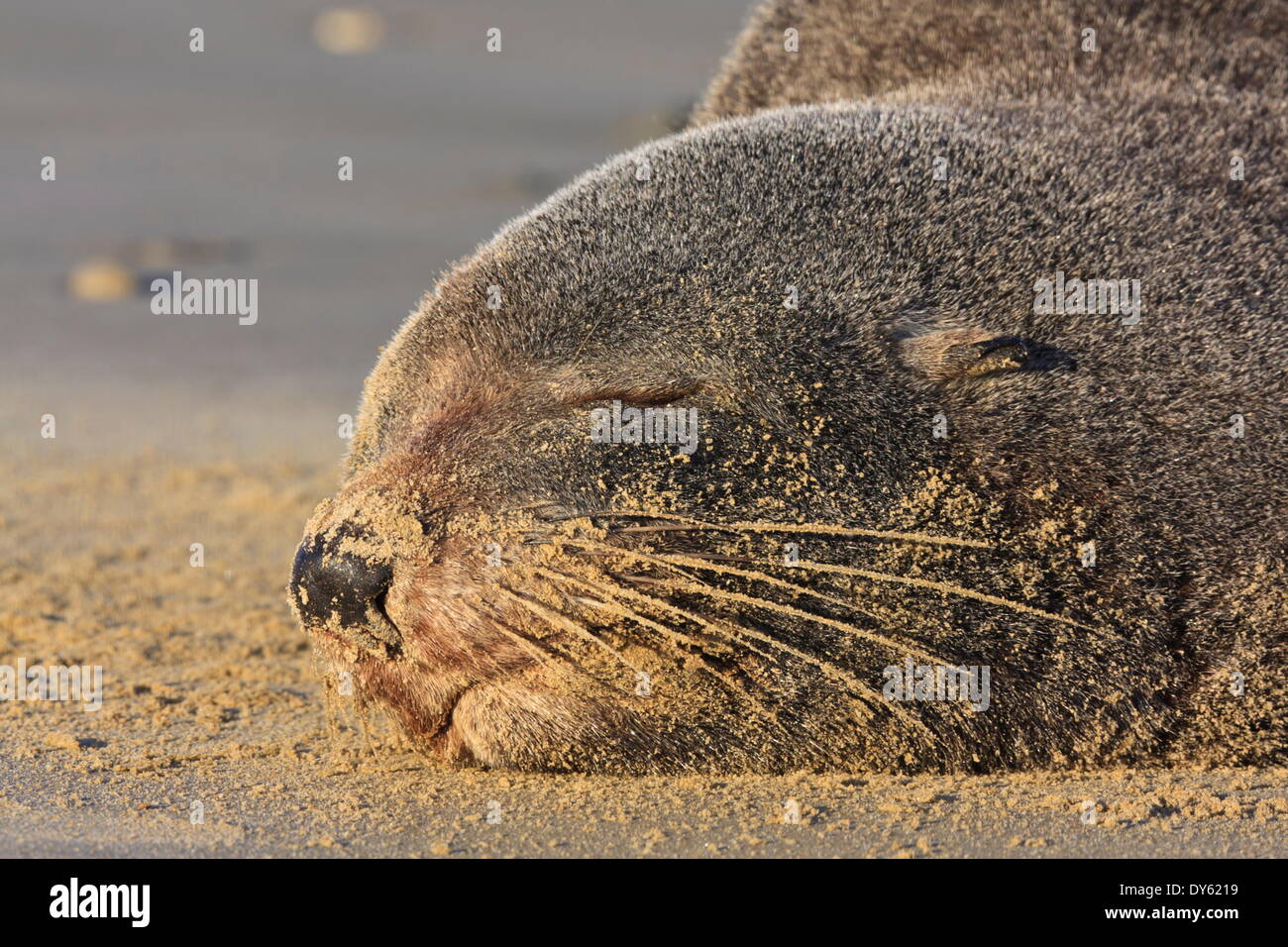 New Zealand Seebär (Arctocephalus Forsteri) schläft auf einem Strand, Catlins, Südinsel, Neuseeland, Pazifik Stockfoto