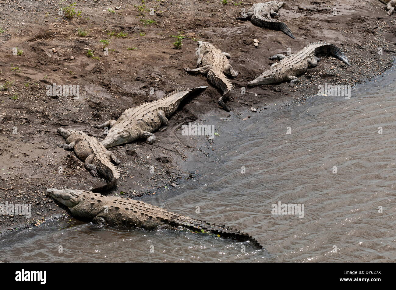Amerikanische Krokodile (Crocodylus Acutus), Rio Tarcoles, Carara Wildlife Refuge, Costa Rica, Mittelamerika Stockfoto