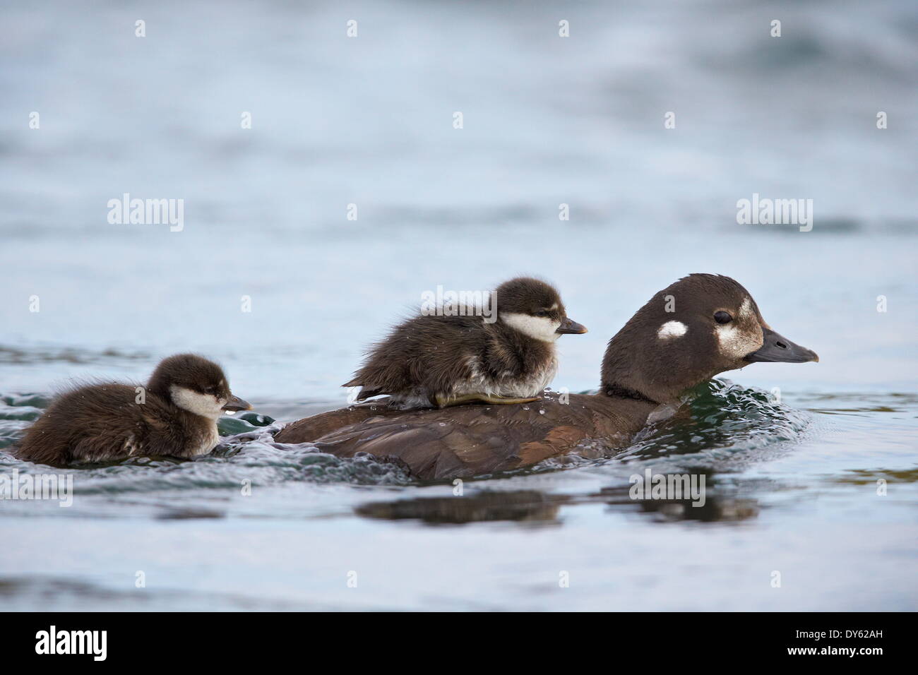 Harlekin Ente (Histrionicus Histrionicus) Entlein Reiten auf seiner Mutter zurück, See Myvatn, Island, Polarregionen Stockfoto