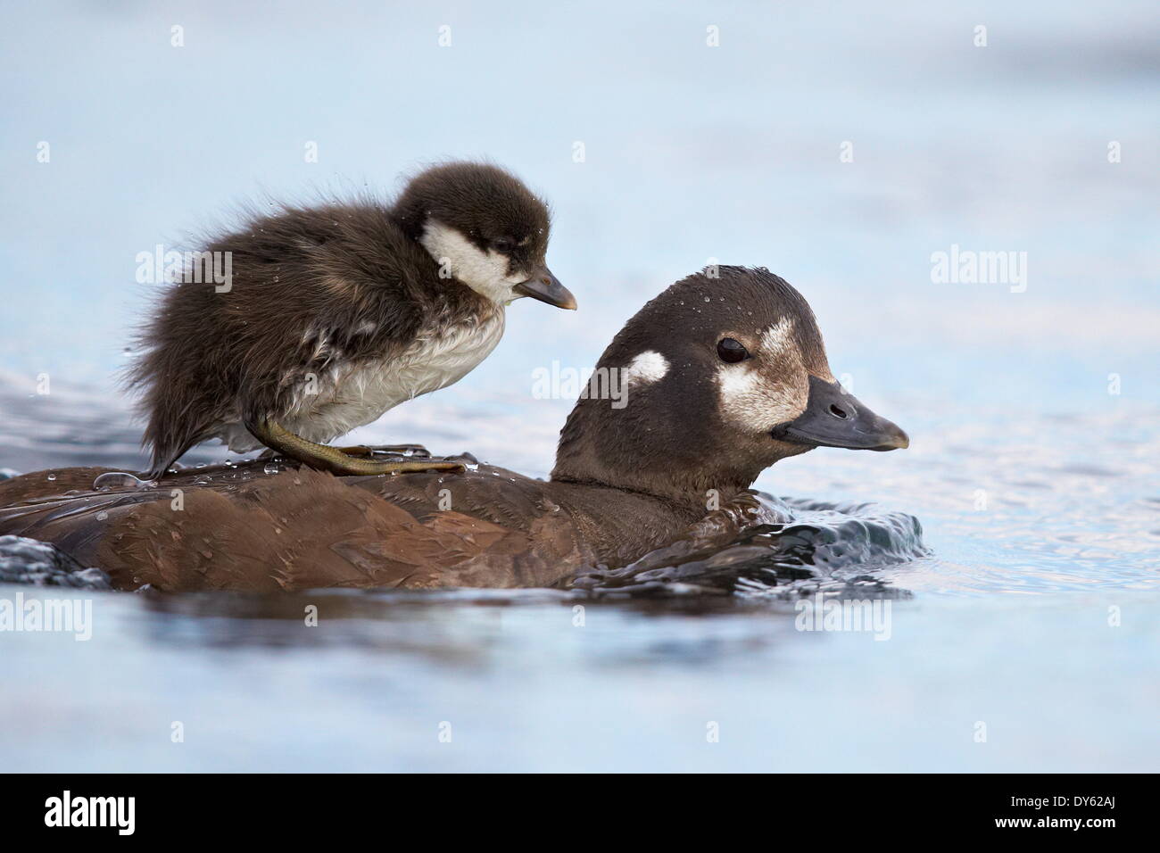Harlekin Ente (Histrionicus Histrionicus) Entlein Reiten auf seiner Mutter zurück, See Myvatn, Island, Polarregionen Stockfoto