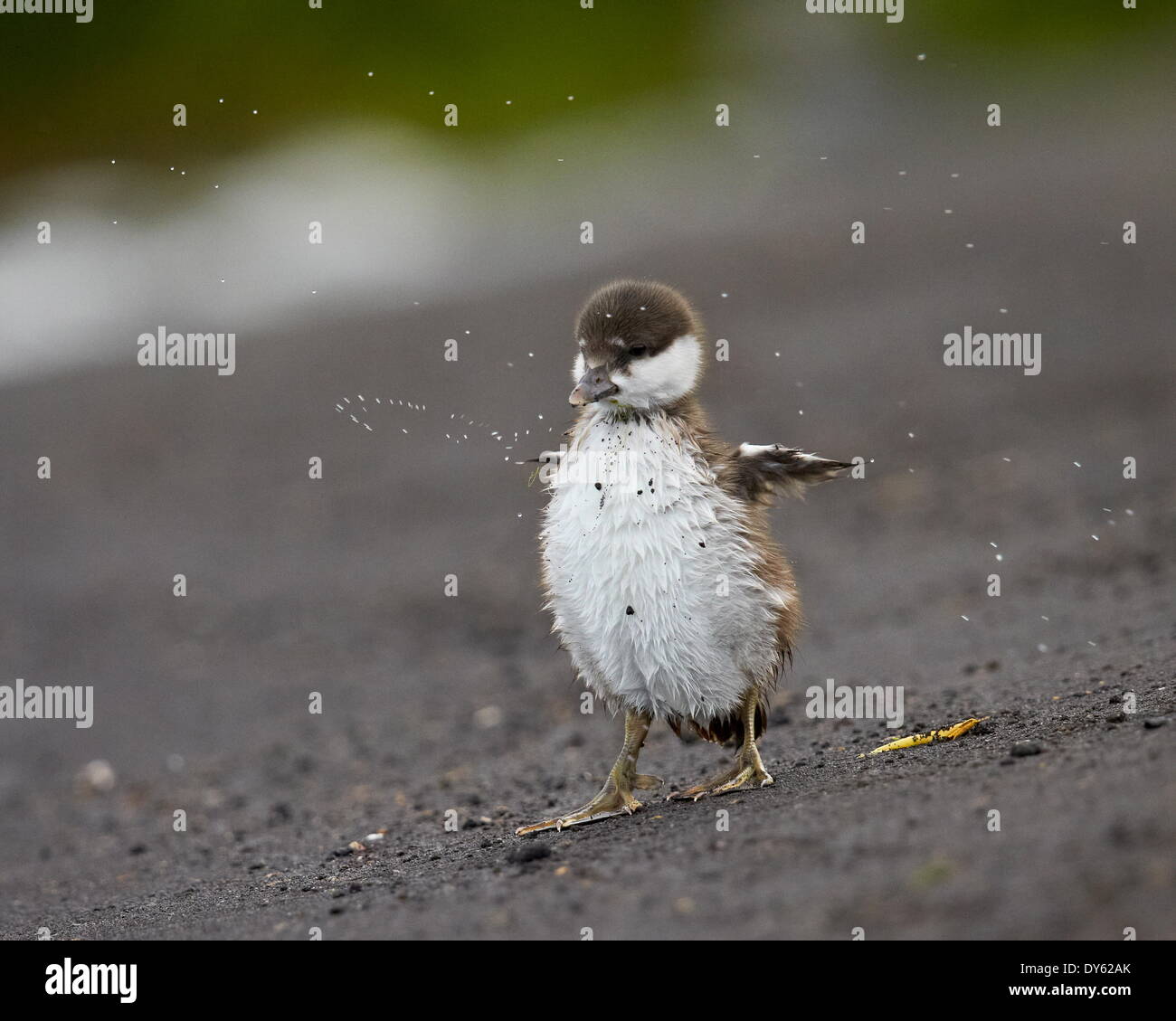 Harlekin-Ente (Histrionicus Histrionicus) Entlein abtrocknen, See Myvatn, Island, Polarregionen Stockfoto