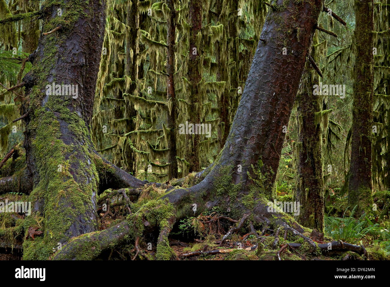Moosbedeckten Baumstämme in den Regenwald, Olympic National Park, UNESCO Website, Washington, USA Stockfoto
