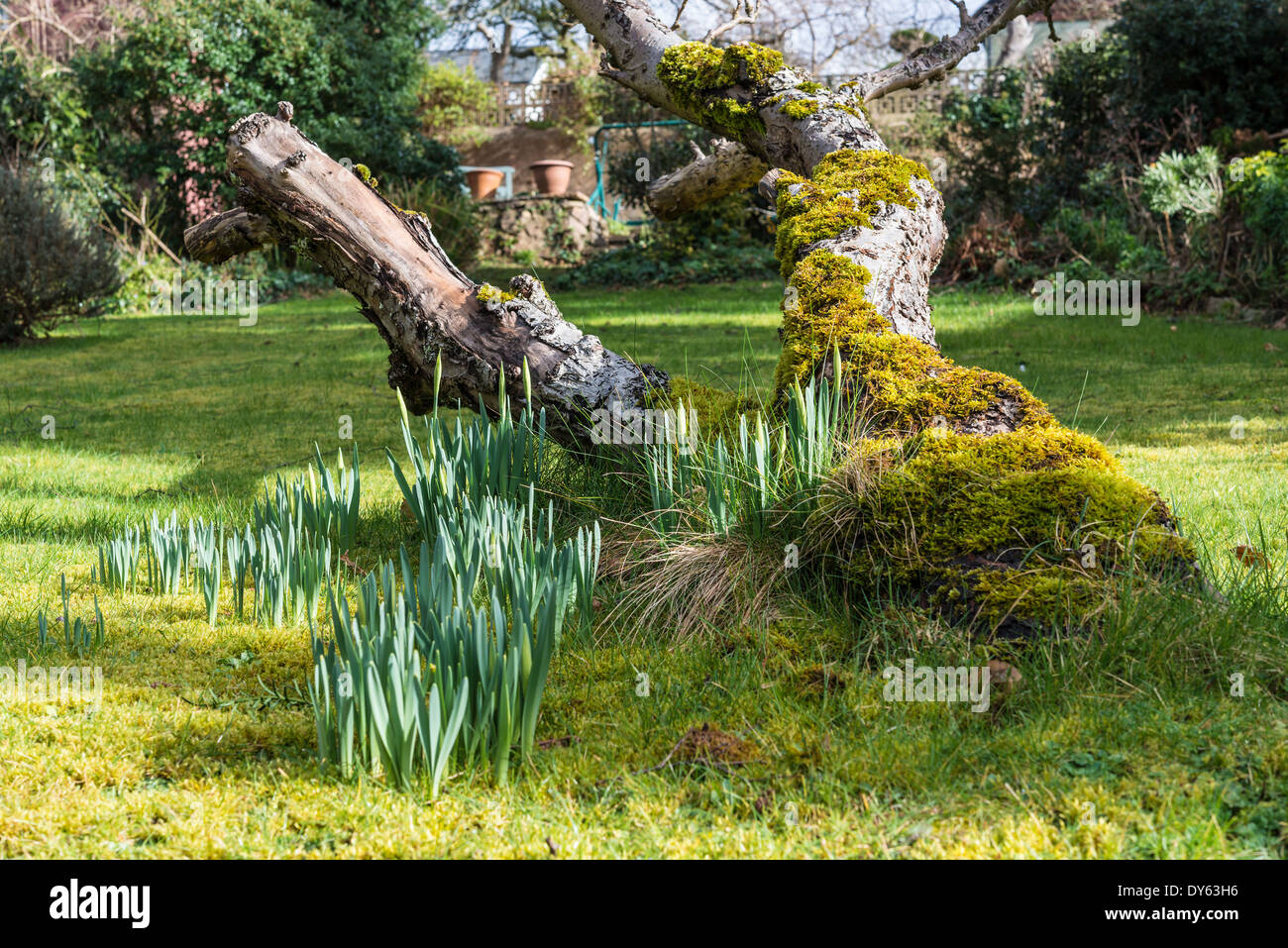 Narzissen im Frühjahr im Garten unter alten Apfelbaum wächst. Zweite Folge von 10 (zehn) Bilder fotografiert über fünf Wochen. Stockfoto