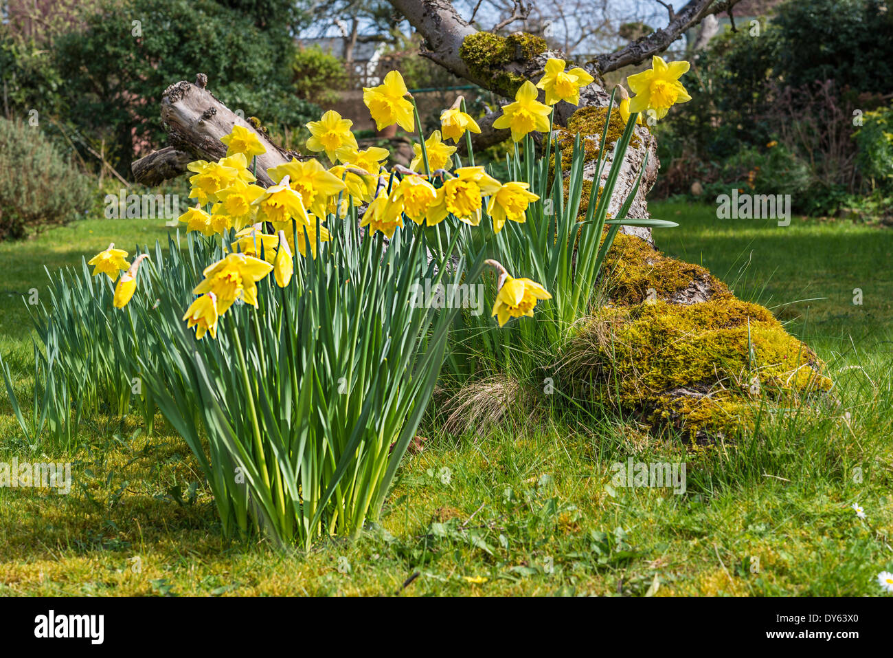 Narzissen im Frühjahr im Garten unter alten Apfelbaum wächst. Neunte Folge von 10 (zehn) Bilder fotografiert über fünf Wochen. Stockfoto