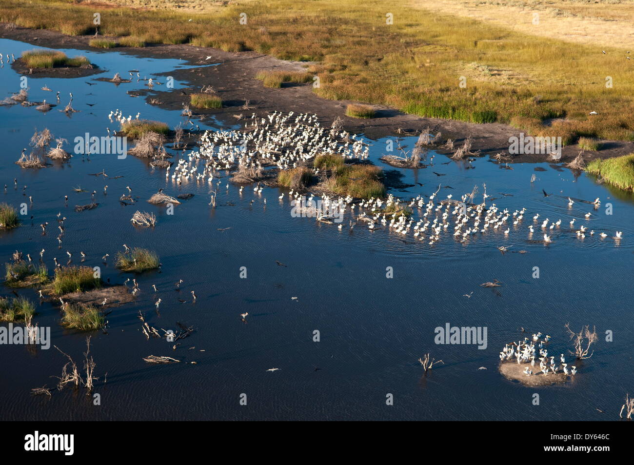 Luftaufnahme der große weiße Pelikane (Pelecanus Onocrotalus), Okavango Delta, Botswana, Afrika Stockfoto