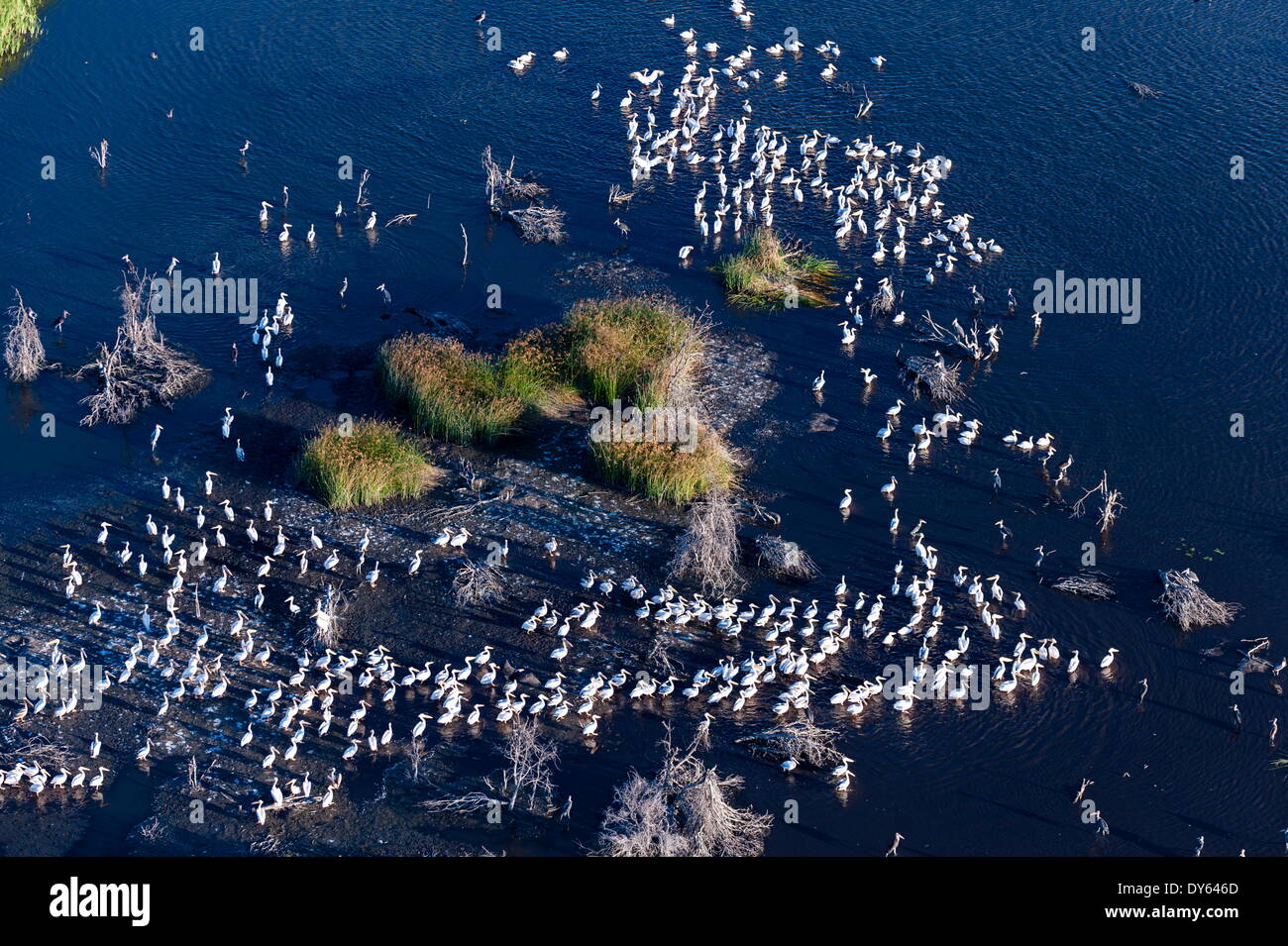 Luftaufnahme der große weiße Pelikane (Pelecanus Onocrotalus), Okavango Delta, Botswana, Afrika Stockfoto