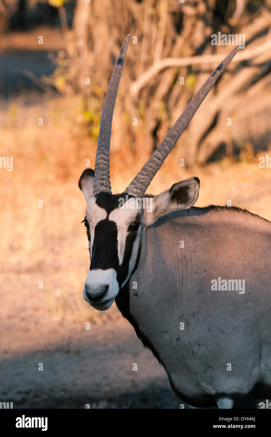 Oryx (Oryx Gazella), Central Kalahari Nationalpark, Botswana, Afrika Stockfoto