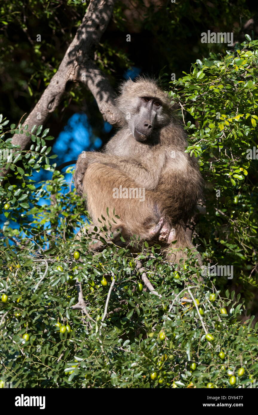 Chacma Pavian (Papio Ursinus), Mashatu Game Reserve, Botswana, Afrika Stockfoto