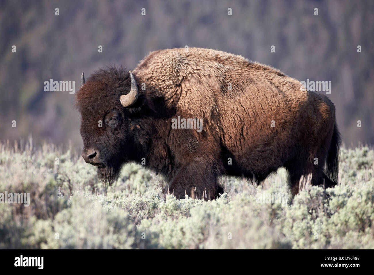 Bisons (Bison Bison) Bull, Yellowstone-Nationalpark, Wyoming, Vereinigte Staaten von Amerika, Nordamerika Stockfoto