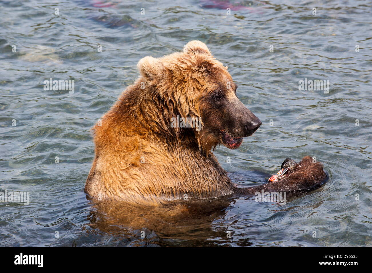 Kamtschatka Braunbär (Ursus Arctos Beringianus) essen Lachs, Kurilen See, Kamtschatka, Russland, Eurasien Stockfoto