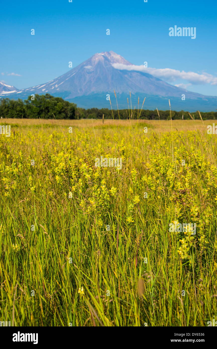 Wilde Blumenfeld und den Avachinskaya Sopka Vulkan in der Nähe von Petropawlowsk-Kamtschatski, Kamtschatka, Russland, Eurasien Stockfoto