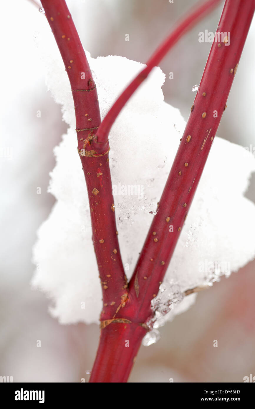 Cornus Alba Sibirica, Wessternbirt Hartriegel. Strauch, Januar. Nahaufnahme von roten Stielen mit Schnee. Stockfoto