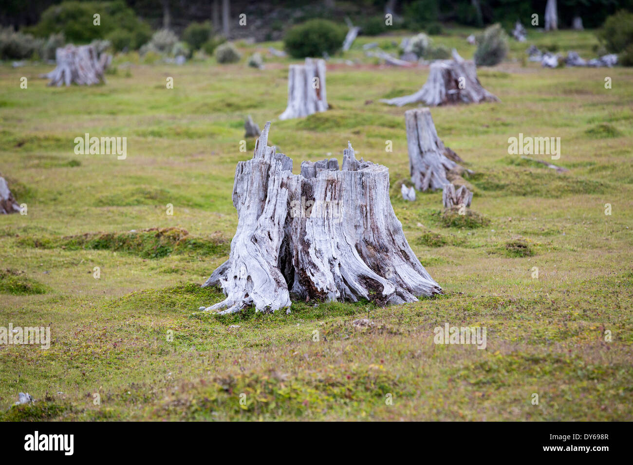Abholzung in den kriegerischen Bergen oberhalb von Ushuaia ist die Hauptstadt von Feuerland in Argentinien. Stockfoto