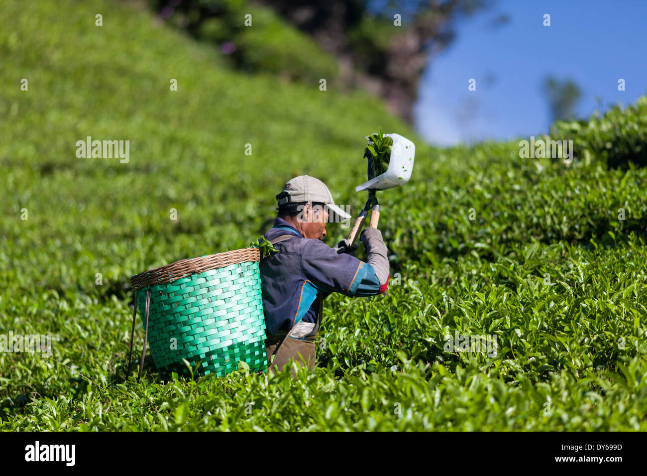 Man Ernte Tee (Camellia Sinensis) auf Tee-Plantage in der Nähe von Ciwidey, West-Java, Indonesien Stockfoto