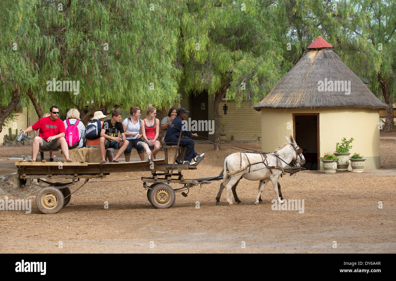 Touristen fahren auf einem Wagen, gezogen durch ein Maultier und ein Esel in der Karoo-Region Südafrika Stockfoto