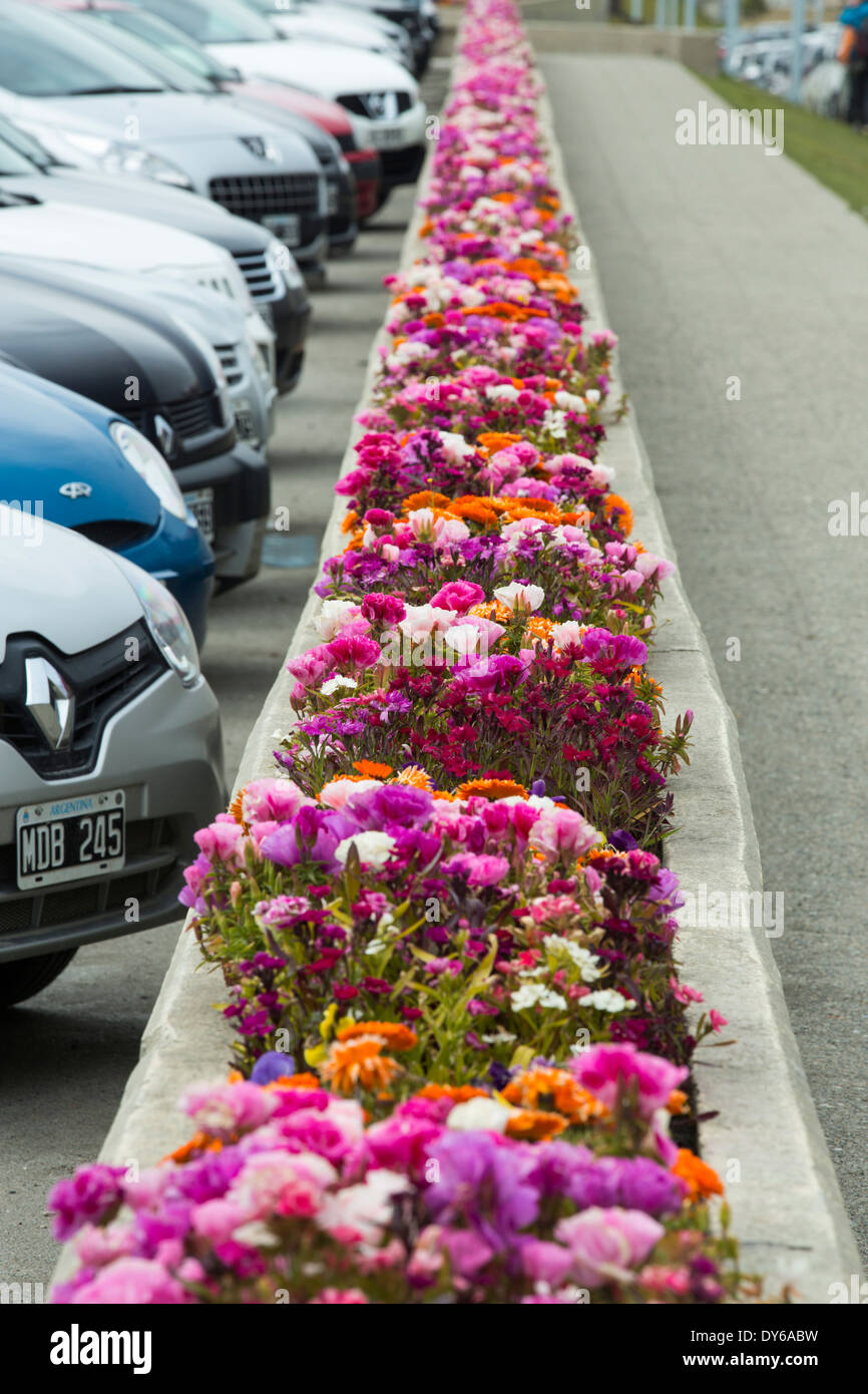 Ein Blumenbeet auf einem Parkplatz in der Stadt Ushuaia ist die Hauptstadt von Feuerland in Argentinien Stockfoto