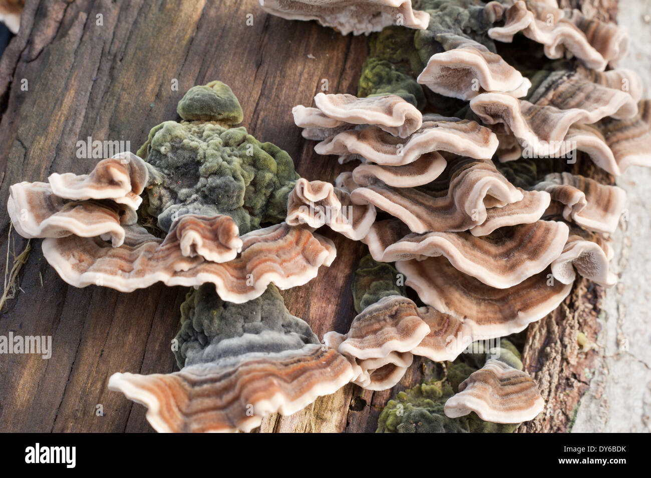 Gestreifte Pilze wachsen auf Baumstamm Stockfoto