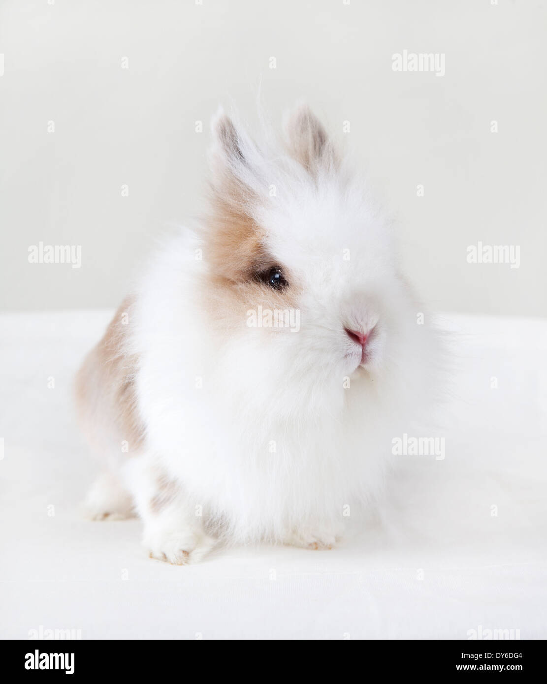 Kaninchen mit weißen langen Fell sitzen, schaut in die Kamera Stockfoto