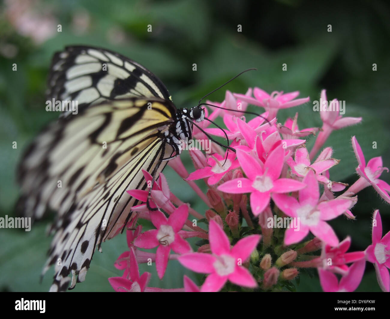 Makro gelben Schmetterling auf Blumen Stockfoto