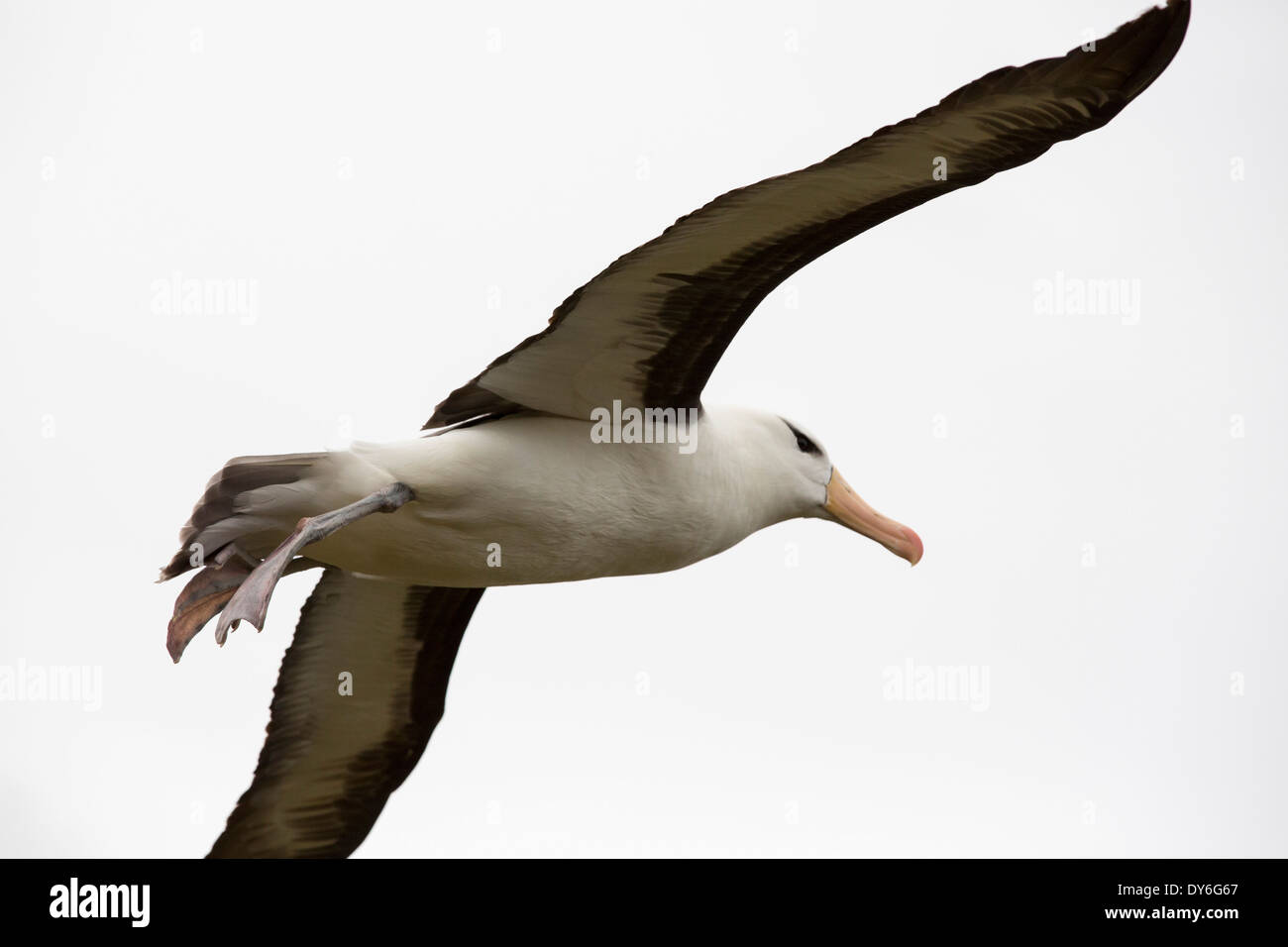 Ein Black-Browed Albatross (Thalassarche Melanophris) Stockfoto