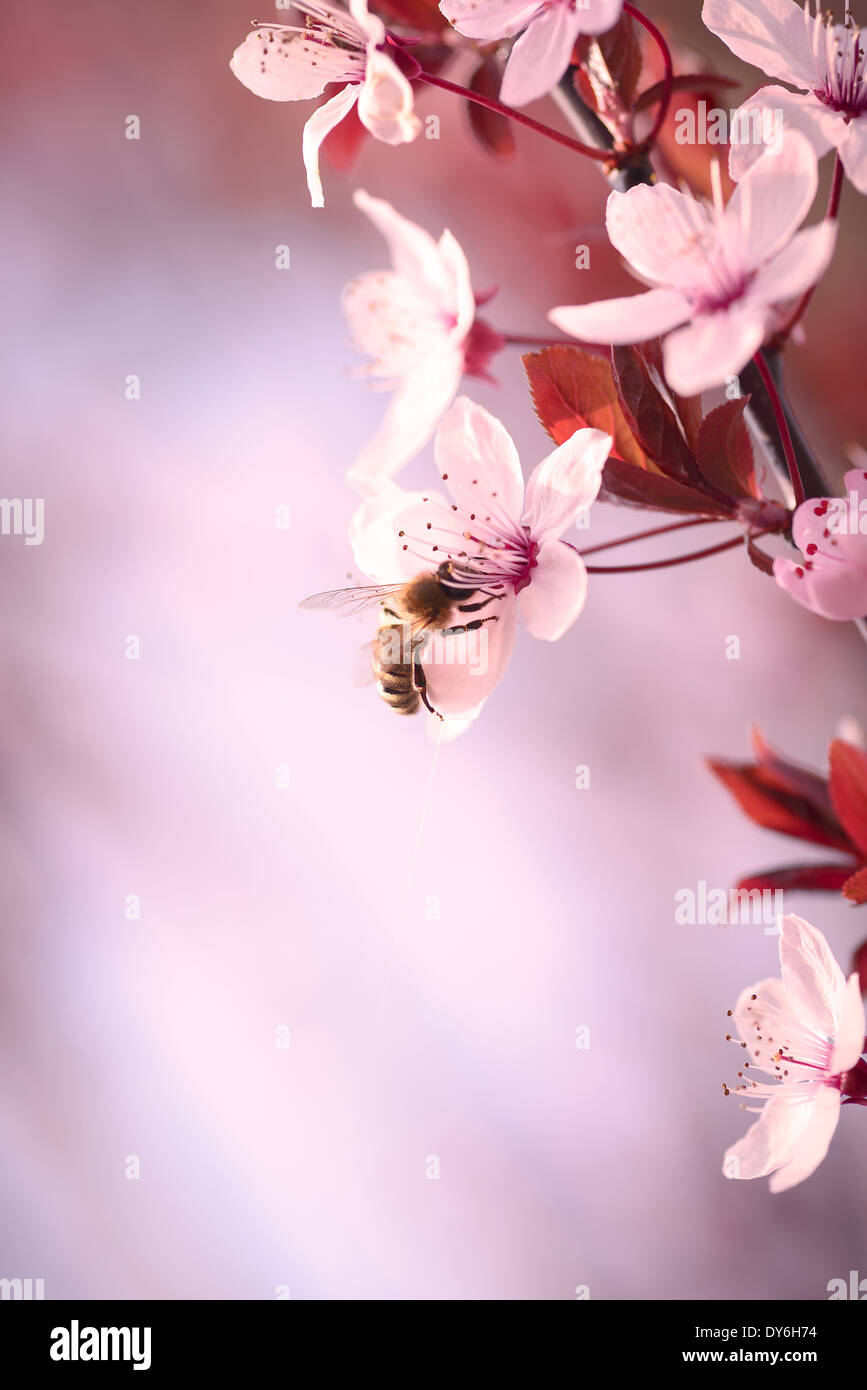 Frühling Cherry blossom Stockfoto