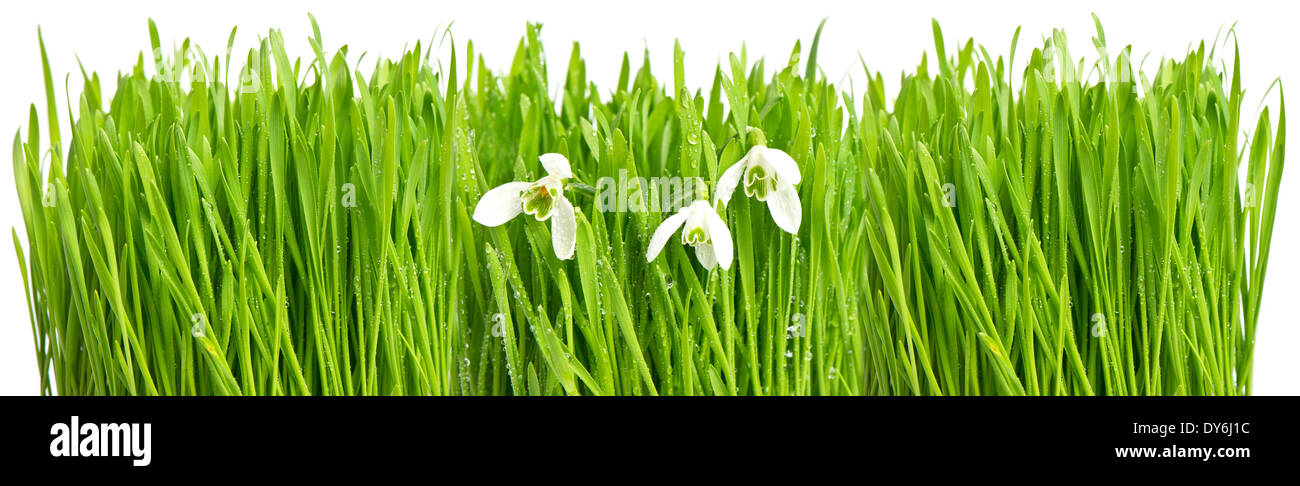 frische grüne Feder Rasen mit Wasser Tropfen isolierten auf weißen Hintergrund Stockfoto