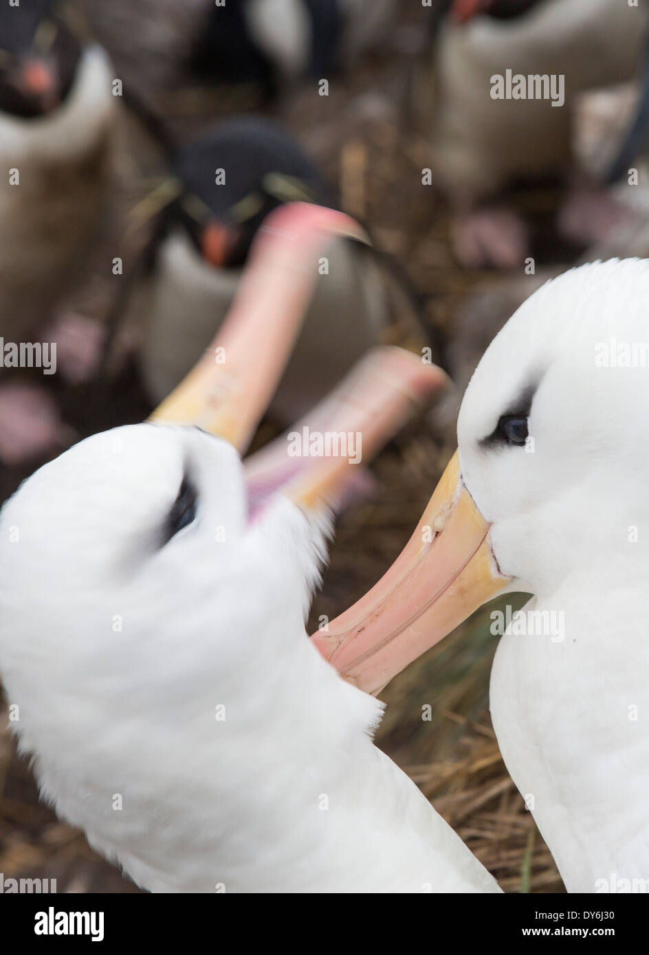 Ein paar Black-Browed Albatross Balzverhalten, ihre paar Bond auf Westpoint Island, Falkland zu verstärken. Stockfoto