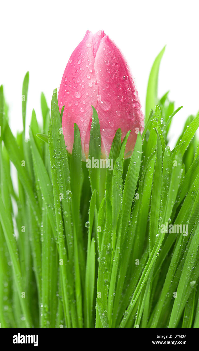 frische Frühlingsluft Tulpe Blume im grünen Rasen mit Wassertropfen auf weißem Hintergrund Stockfoto