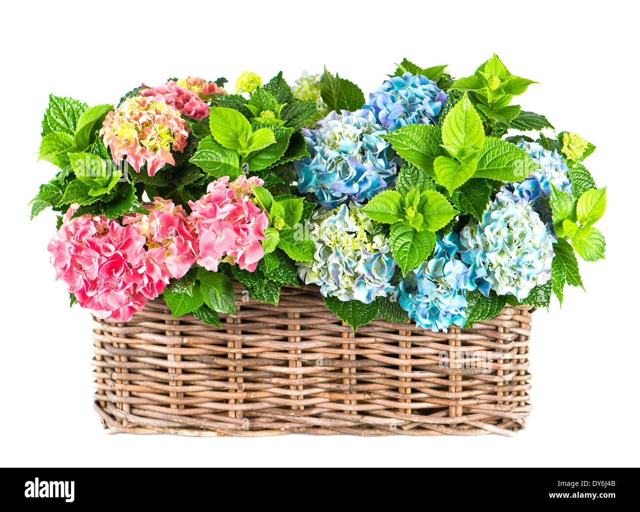 bunte blau und Rosa Hortensie Büsche. schöne Hortensia auf weißem Hintergrund Stockfoto