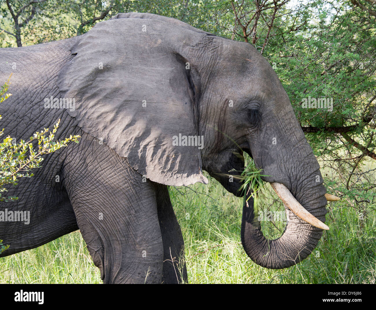 große Elefanten in wilden nationalen Kruger park in Südafrika in der Nähe von Hoedspruit am Te verwaiste Tor Stockfoto