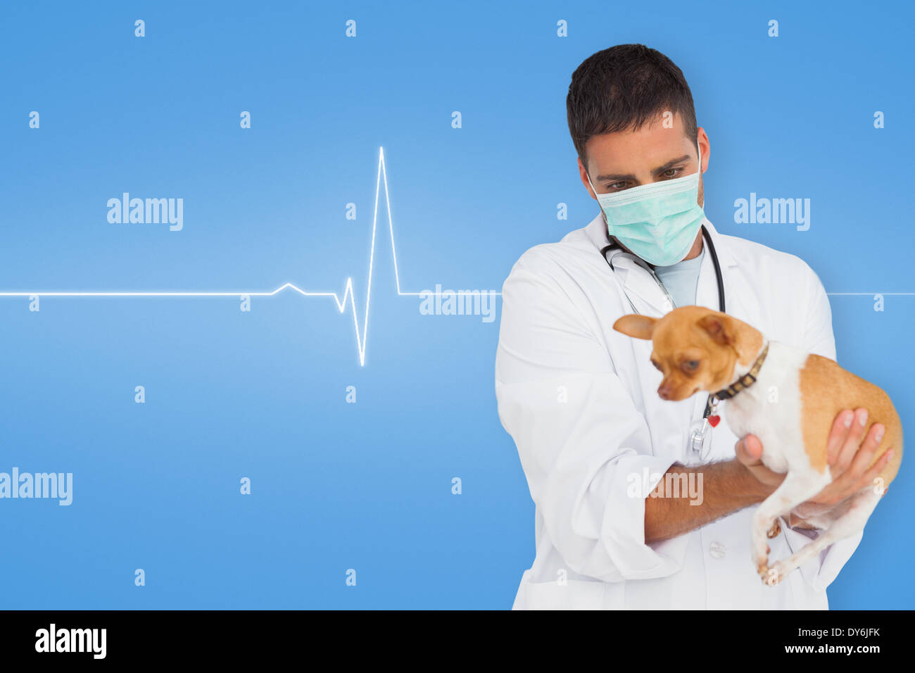 Zusammengesetztes Bild von Tierarzt Holding chihuahua Stockfoto