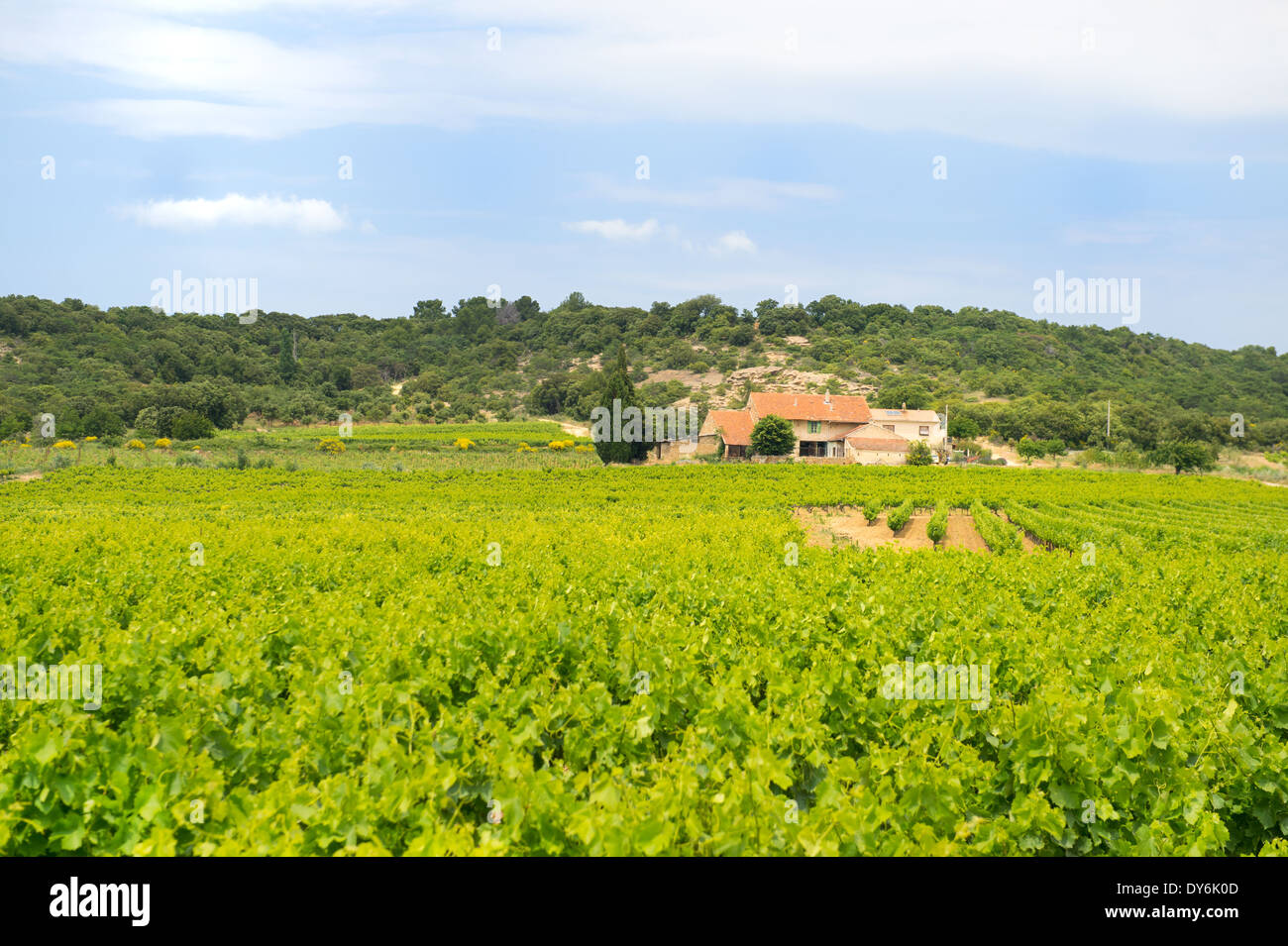 Weingut in Südfrankreich mit Haus in der Mitte Stockfoto