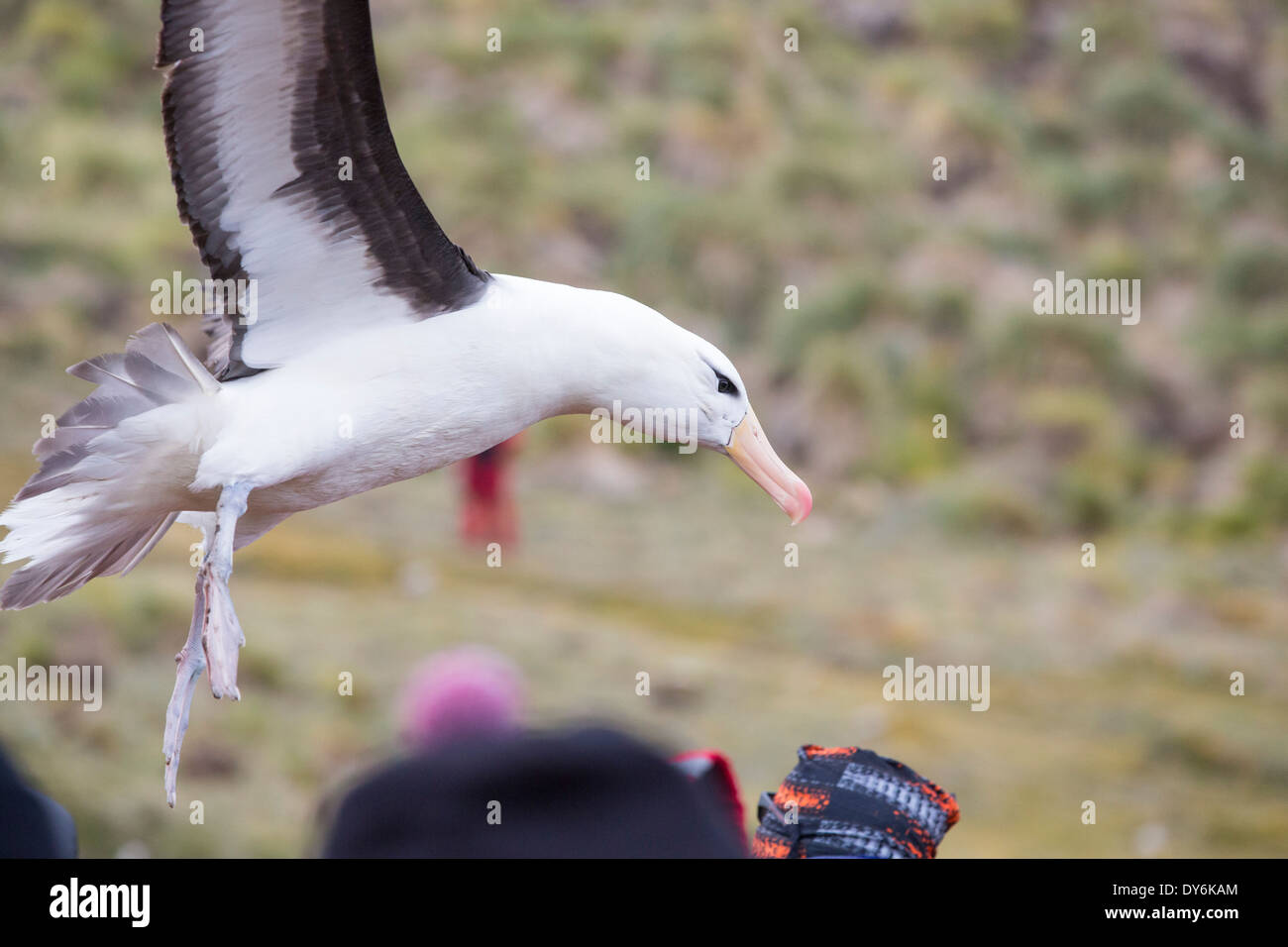 Eine gemischte Black-Browed Albatross (Thalassarche Melanophris) und Verschachtelung Kolonie Rockhopper Penguins (Eudyptes Chrysocome) Stockfoto