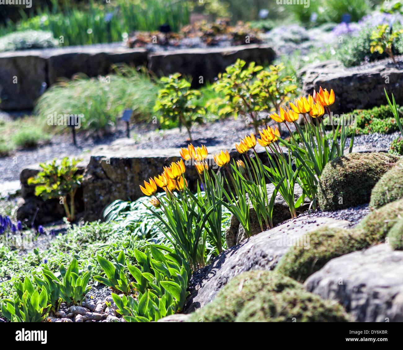 Gelbe Tulpen und neues Wachstum im Alpengarten und Steingarten in Kew Gardens im Frühjahr. London, UK Stockfoto