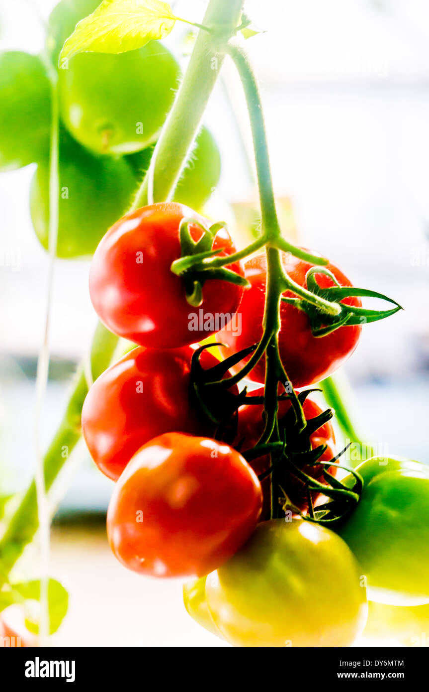 Tomaten wachsen an den Rebstöcken in einem grünen Haus in Jersey CI. Stockfoto