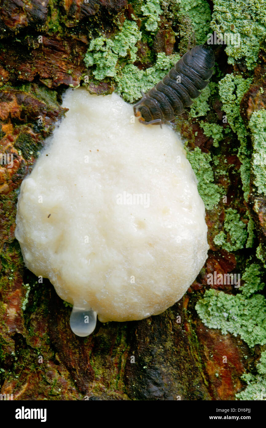 Assel Essen falsch Puffball auf der Rinde einer toten Kiefer Stockfoto