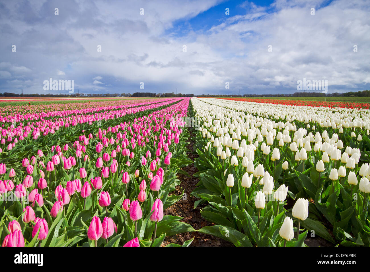 Weiß-rosa Tulpen auf einem Feld Stockfoto