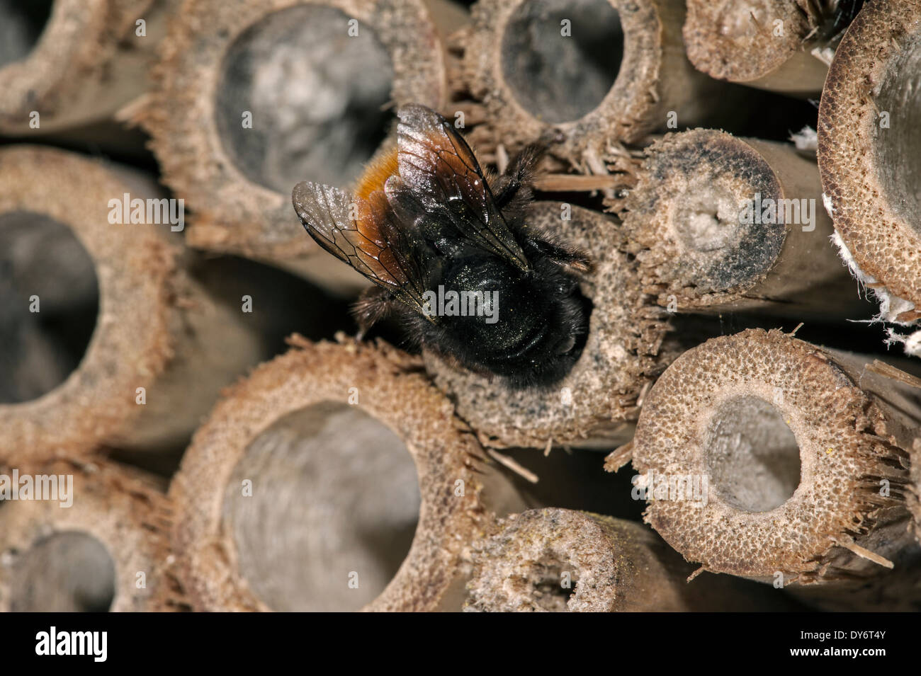Mason Bee / Bauerbiene / Europäische Obstplantage Biene Osmia cornuta - voller Pollen und Nektar - nisten im hohlen Stamm im Insektenhotel für einsame Bienen Stockfoto