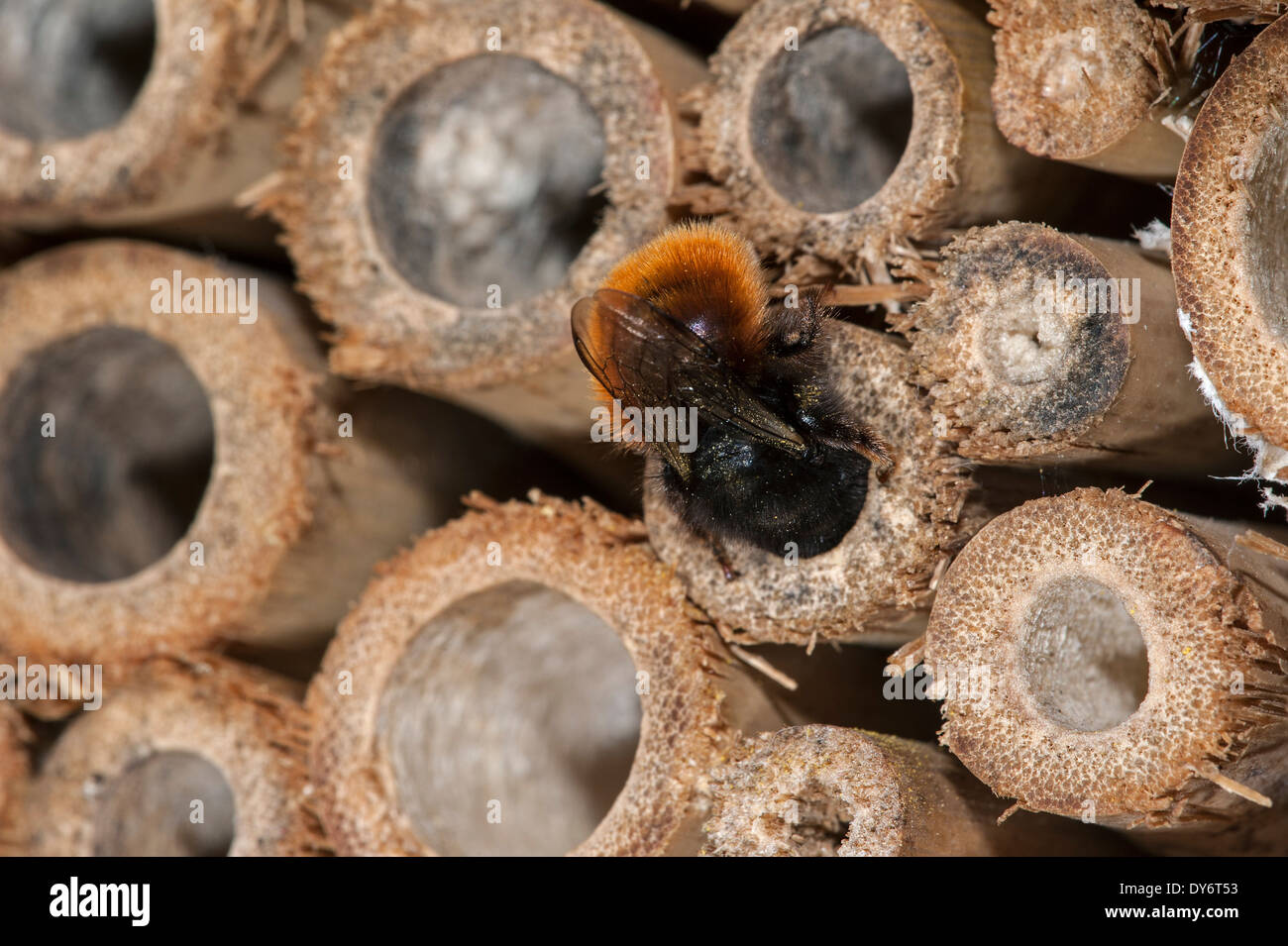 Mason Bee / Bauerbiene / Europäische Obstplantage Biene Osmia cornuta - voller Pollen und Nektar - nisten im hohlen Stamm im Insektenhotel für einsame Bienen Stockfoto