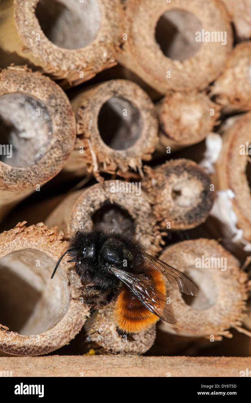 Mason Bee / Bauerbiene / Europäische Obstplantage Biene Osmia cornuta - voller Pollen und Nektar - nisten im hohlen Stamm im Insektenhotel für einsame Bienen Stockfoto