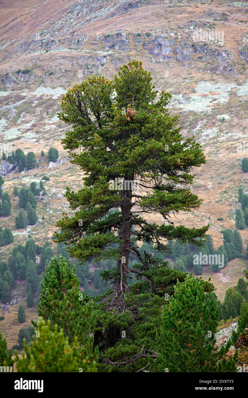 Einsame Zirbe / Schweizer Stein Kiefer / Arolla-Kiefer (Pinus Cembra) wächst am Berghang in den Schweizer Alpen, Schweiz Stockfoto