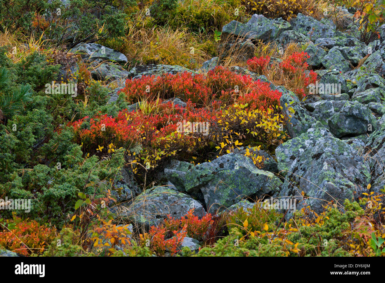 Herbstfärbung von Gebüsch in den Bergen des Schweizer Nationalparks in Graubünden / Graubünden in den Alpen, Schweiz Stockfoto