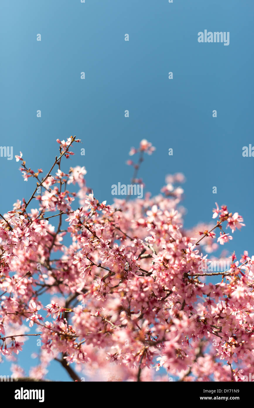 Schönen Frühlingsblüten eines Baumes blühenden Kirschbäume heben sich von einem klaren blauen Himmel im Frühjahr. Mit einer geringen Schärfentiefe mit selektiven Fokus genommen. Stockfoto