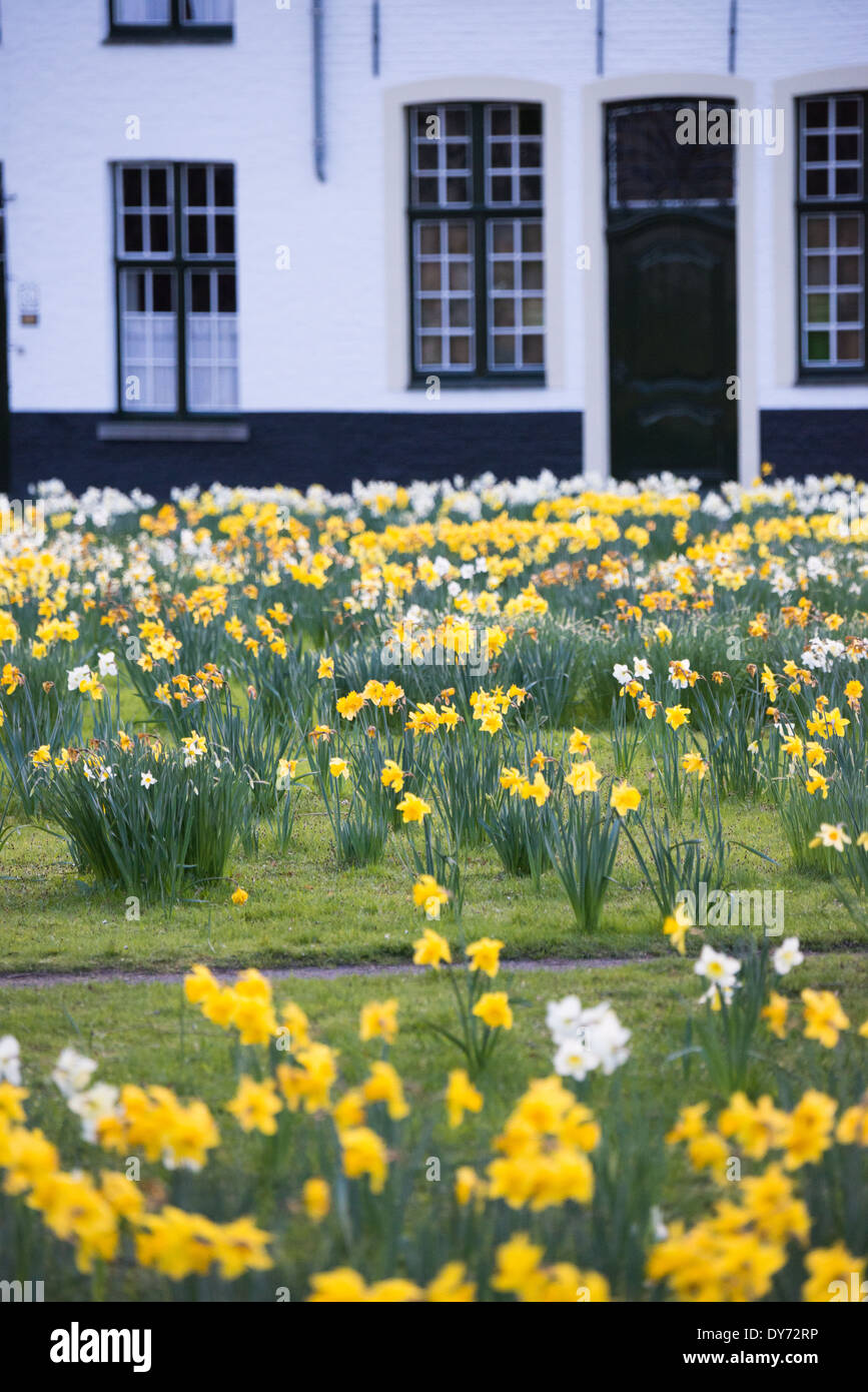 BRÜGGE, Belgien — Frühlingsnarzissen blühen im ruhigen Hofgarten des Beguinage (Begijnhof), einer historischen religiösen Gemeinschaft für Laien. Der mittelalterliche Komplex, umgeben von traditionellen weiß bemalten Häusern, setzt seine jahrhundertealte Tradition als Ort der spirituellen Reflexion fort. Diese erhaltene religiöse Stätte zeigt die einzigartige Rolle der Beguinages bei der Bereitstellung unabhängiger religiöser Gemeinschaften für Frauen. Stockfoto