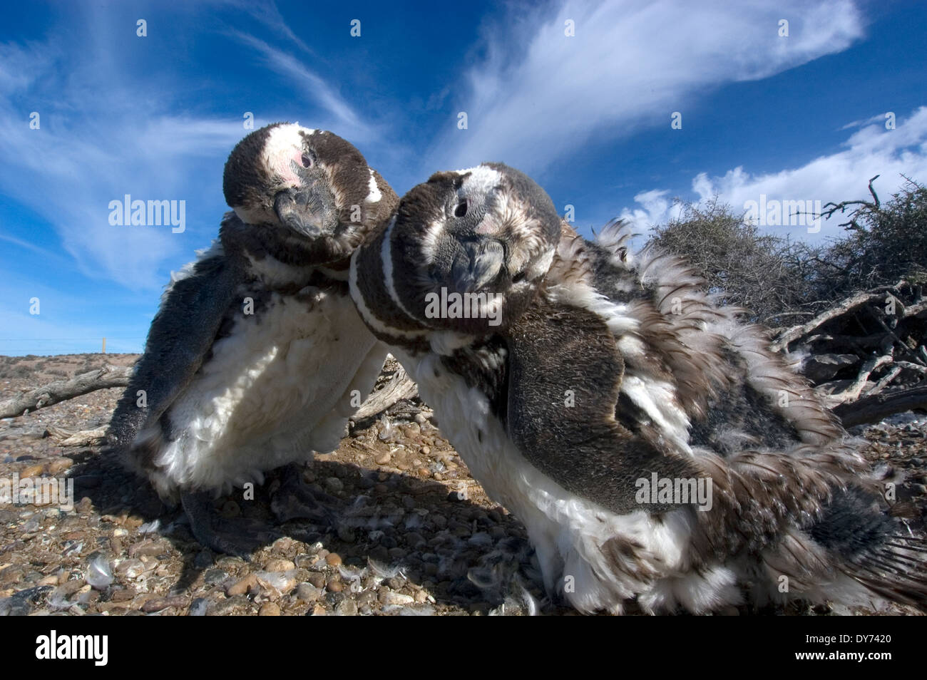 Zwei Magellan-Pinguine, Spheniscus Magellanicus in der Pinguinkolonie Punta Tombo, Rawson, Argentinien Stockfoto